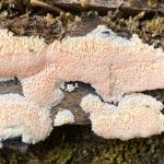 гриб Postia placenta, индикатор ценных лесов
