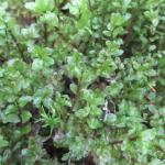 мох Sarmentypnum sarmentosum, индикатор ценных лесов