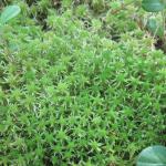 мох Sphagnum quinquefarium, индикатор ценных лесов